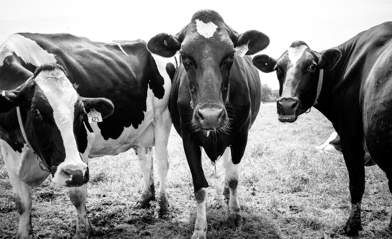Kirill Polevoy Figurative Photograph - Cows, Kettle Moraine, WI, Framed Black and White Photo of Three Cows Looking 