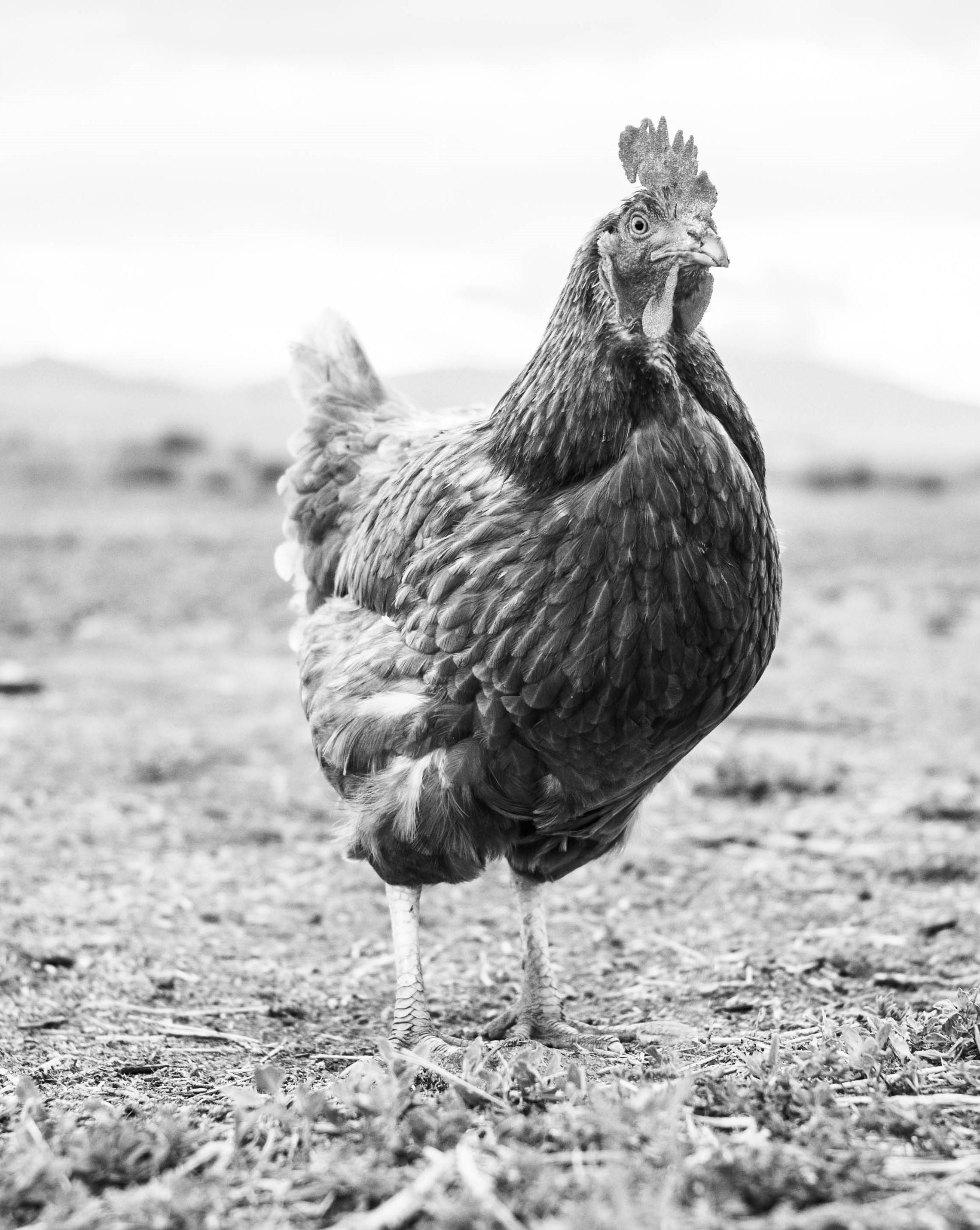 Rooster, Colorado – Schwarz-Weiß-Foto von einem Kocky-Huster in einer Sparse-Landschaft – Photograph von Kirill Polevoy