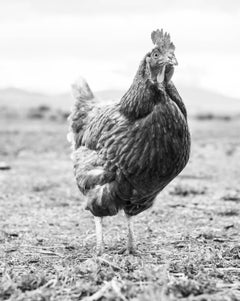Rooster, Colorado - Black & White Photo of A Cocky Rooster in a Sparse Landscape
