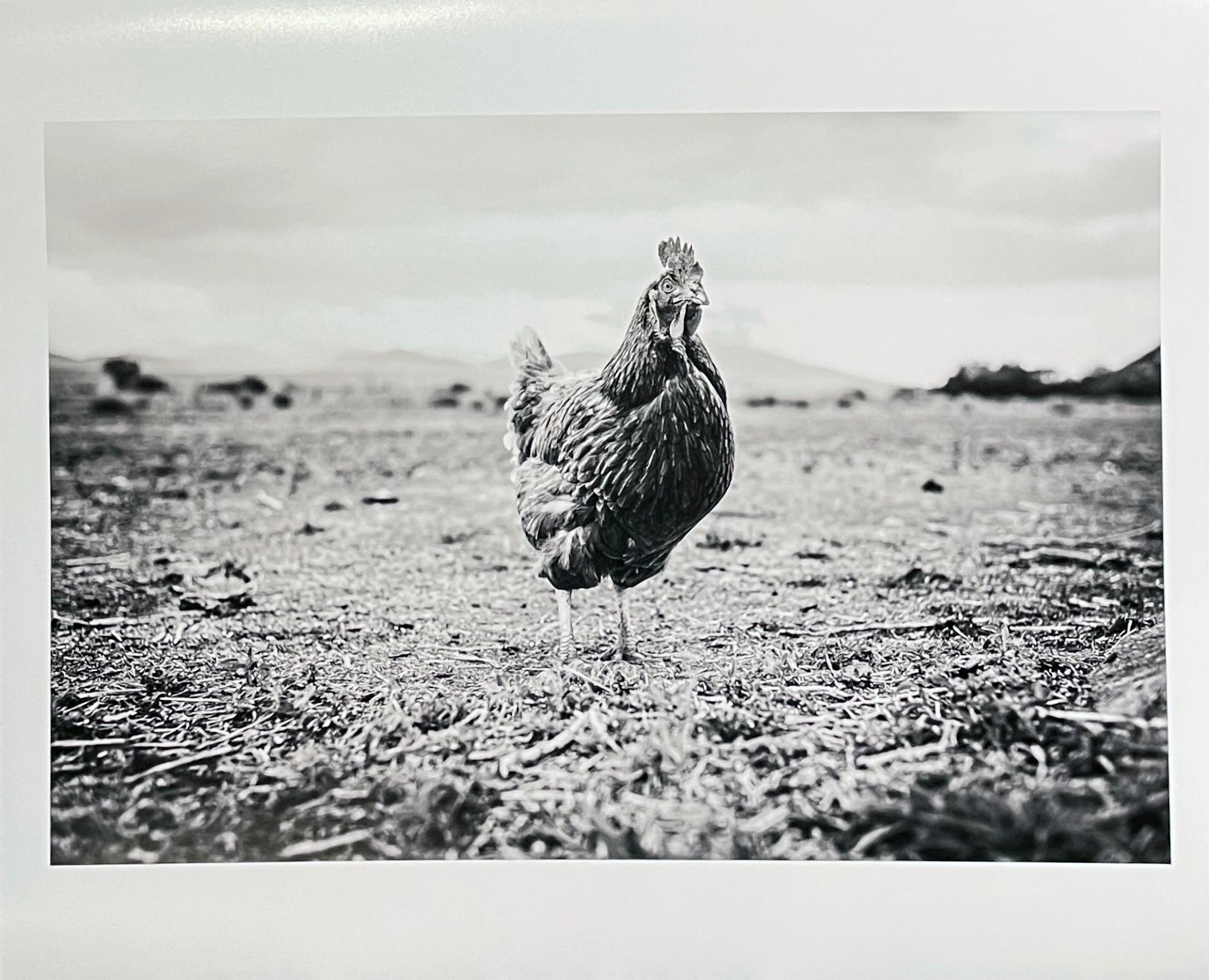 Rooster, Colorado – Schwarz-Weiß-Foto von einem Kocky-Huster in einer Sparse-Landschaft (Grau), Black and White Photograph, von Kirill Polevoy