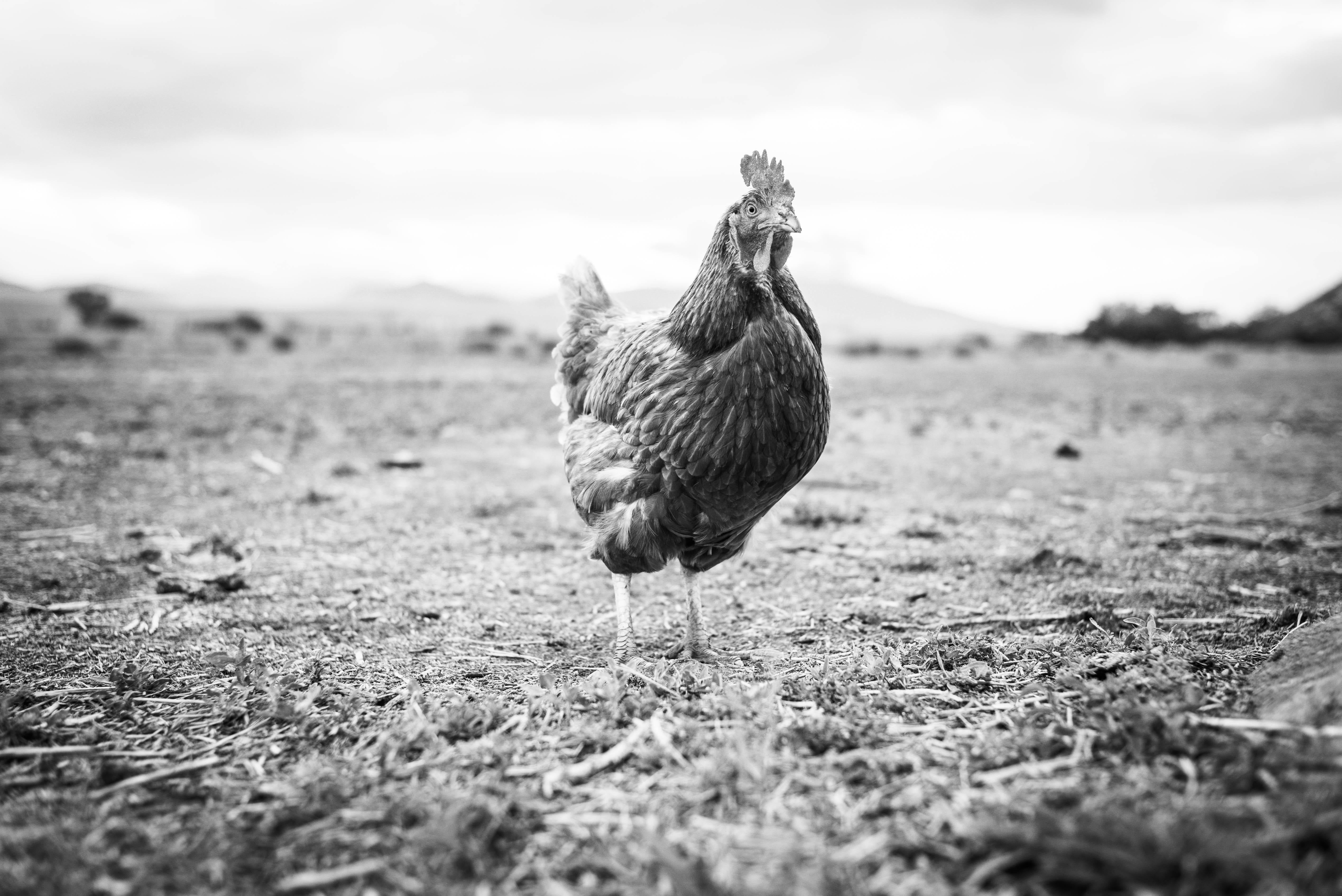 Rooster, Colorado - Black & White Photo of A Cocky Rooster in a Sparse Landscape