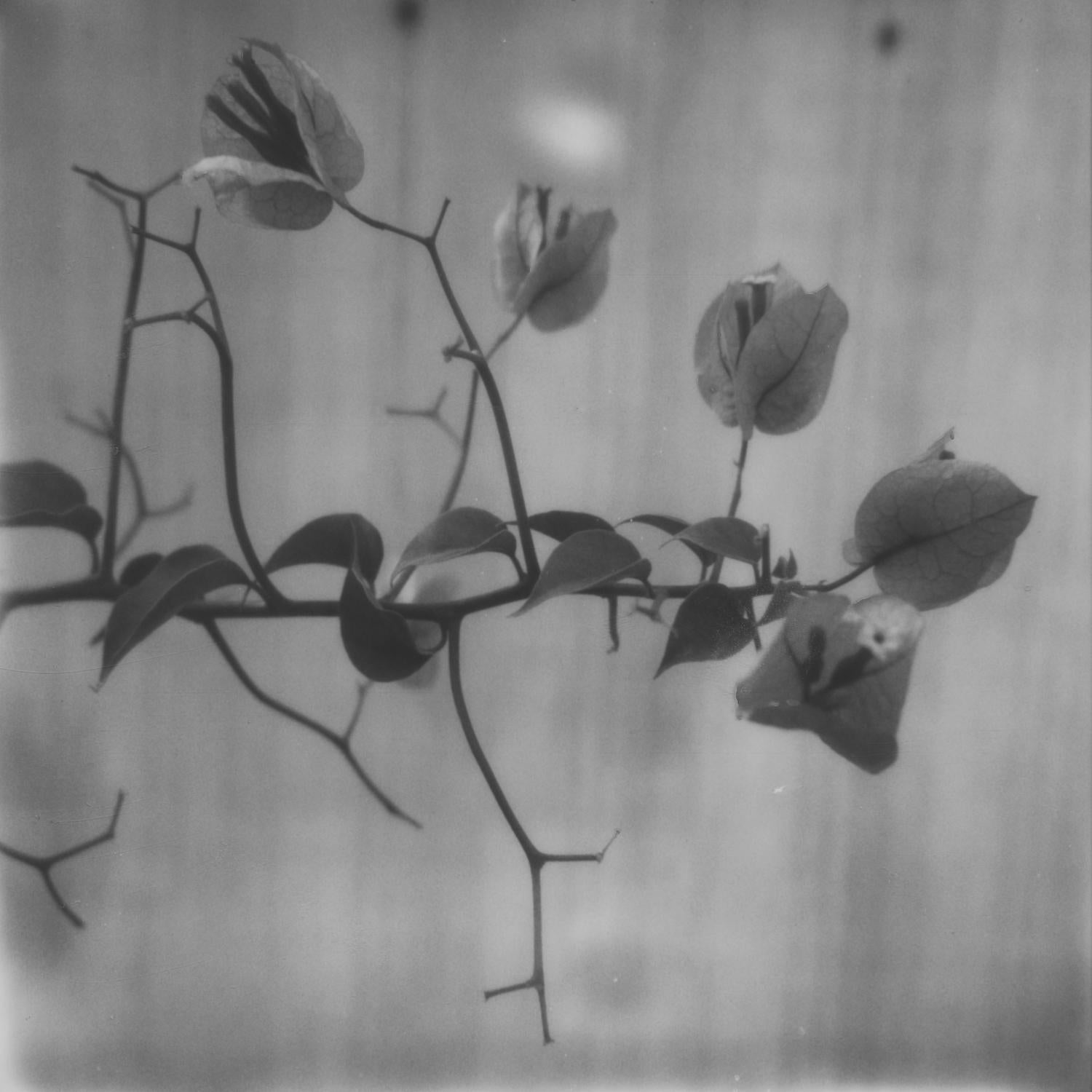 Kirsten Thys van den Audenaerde Landscape Photograph - Black and white Delight -  21st Century, Polaroid, Landscape, Photography