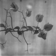 Black and white Delight -  21st Century, Polaroid, Landscape, Photography