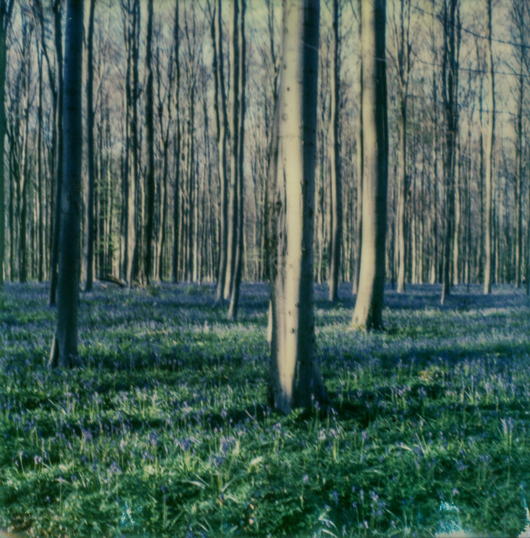 Kirsten Thys van den Audenaerde Landscape Photograph - Bluebell Dream - Contemporary, Landscape, trees, Polaroid, 21st Century, Blue