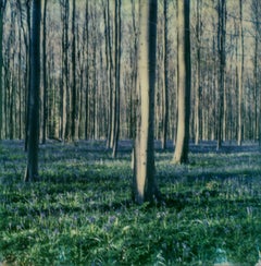 Bluebell Dream - Contemporary, Landscape, trees, Polaroid, 21st Century, Blue