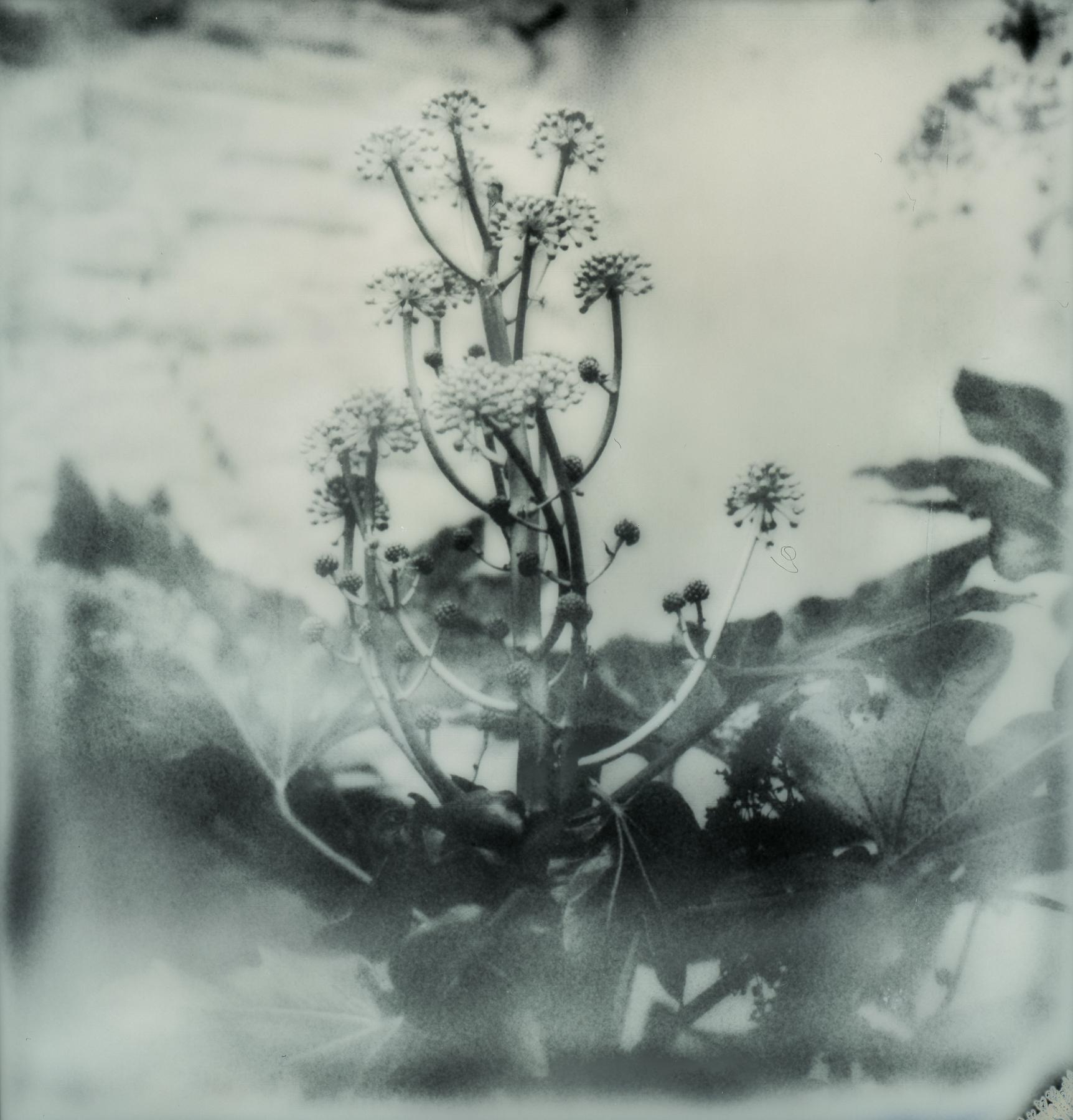 Kirsten Thys van den Audenaerde Black and White Photograph - Botanic - Polaroid, Nature, 21st Century, Flower
