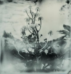 Botanic - Polaroid, Nature, 21e siècle, Fleur