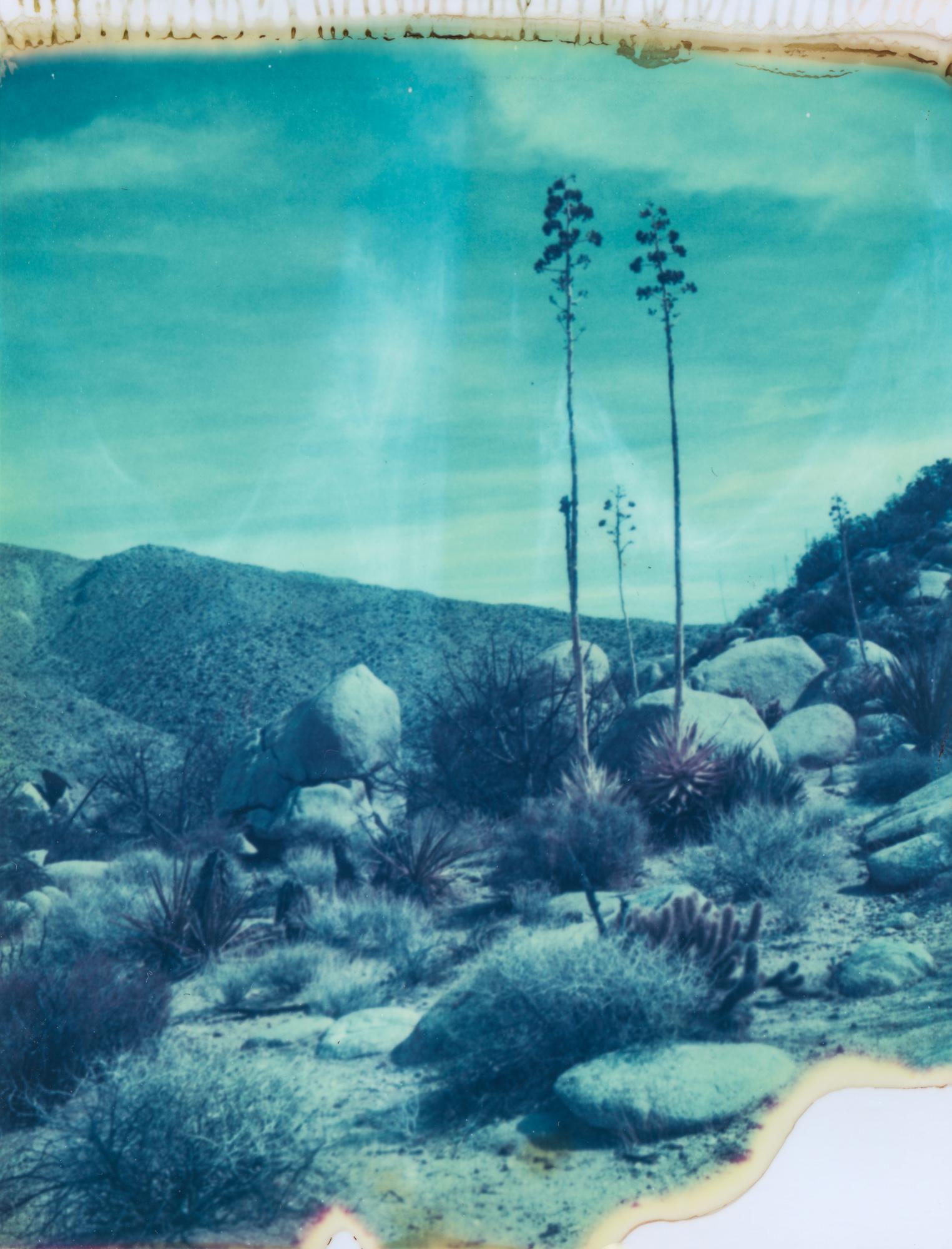 Kirsten Thys van den Audenaerde Color Photograph - Botanicals I, 21st Century, Polaroid, Landscape Photography, Contemporary