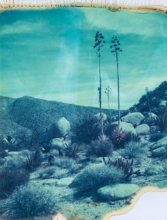 Botanicals I - 21st Century, Polaroid, Landscape Photography, Contemporary