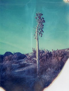 Botanicals II (60x48) - 21st Century, Polaroid, Landscape, Contemporary