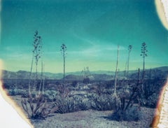 Botanicals III - 21e siècle, Polaroid, photographie de paysage