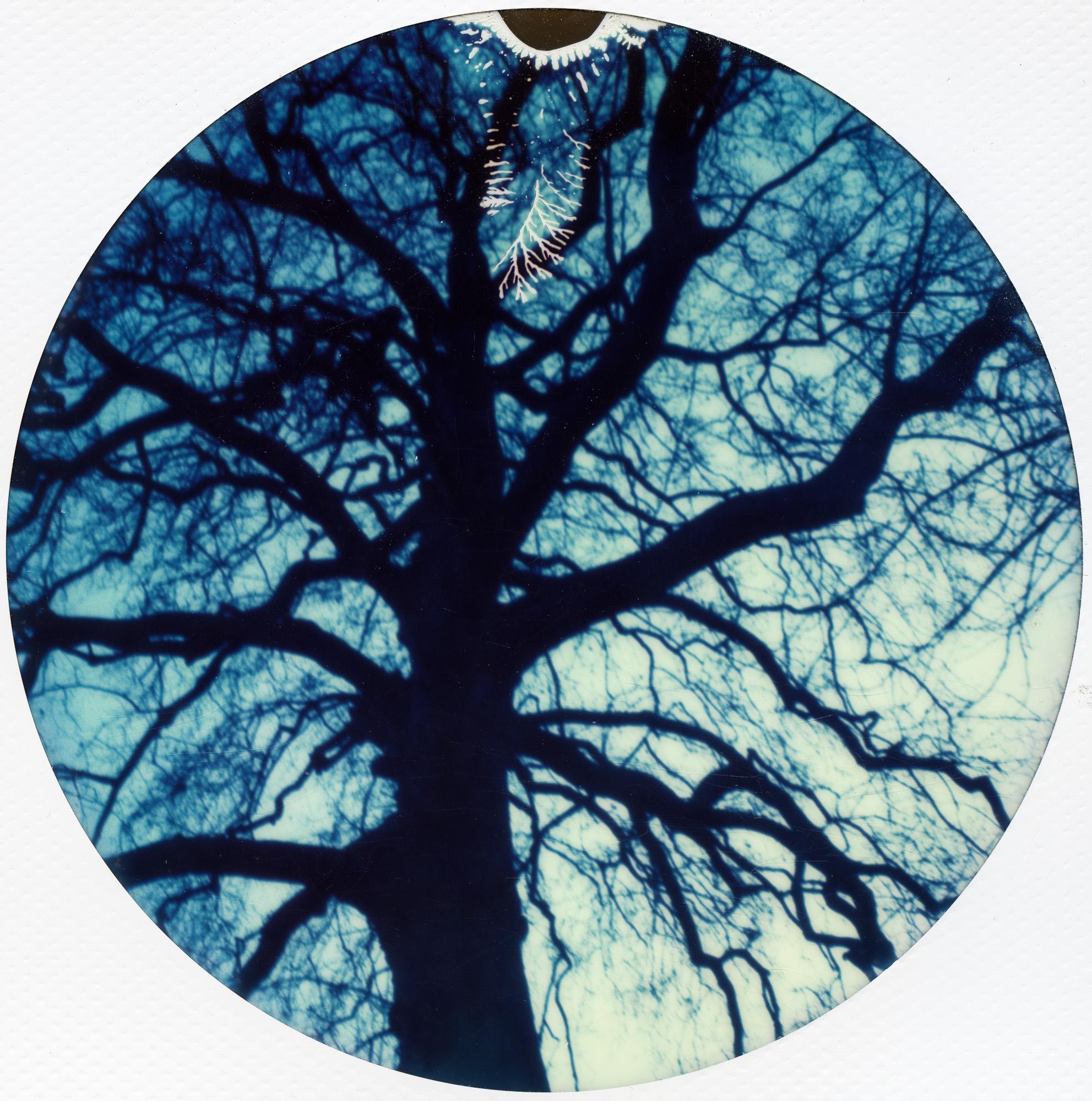 Branching Out - Polaroid, Contemporary, 21st Century