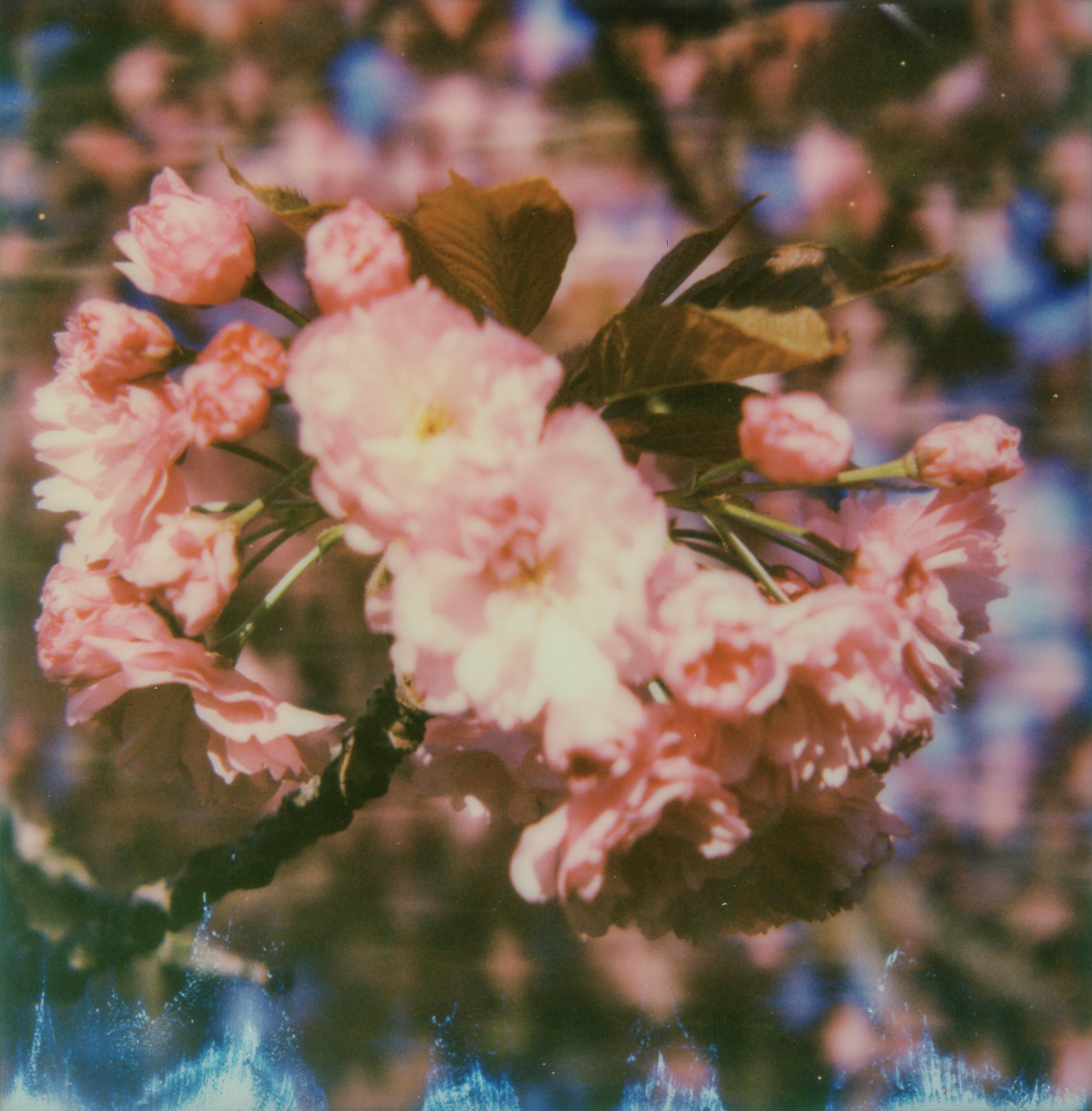 Kirsten Thys van den Audenaerde Still-Life Photograph - Burst - Contemporary, Landscape, Flower, Landscape, Polaroid, Color, Spring