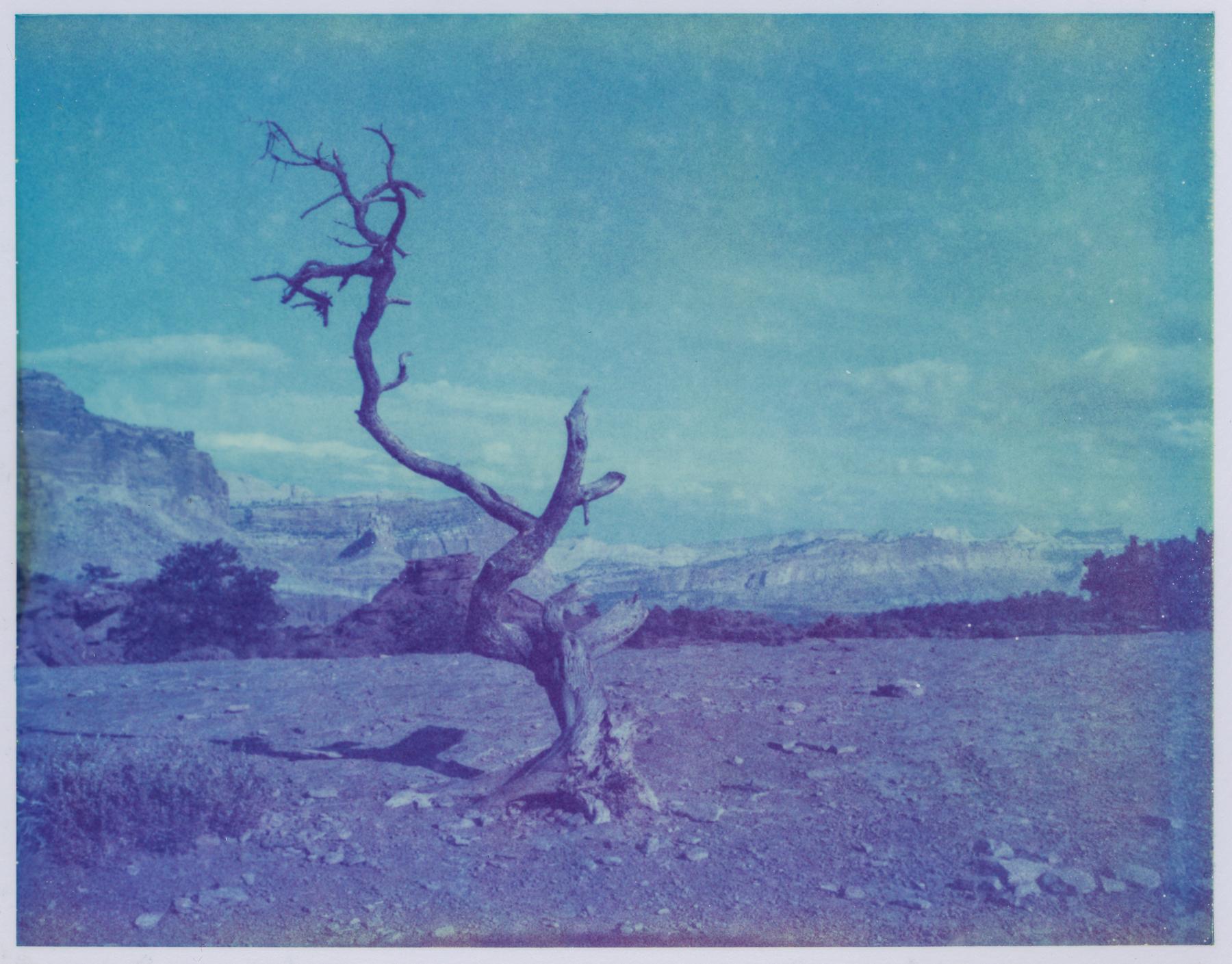 Kirsten Thys van den Audenaerde Landscape Photograph - Deadwood - Contemporary, Polaroid, Landscape, Color, Blue, Desert
