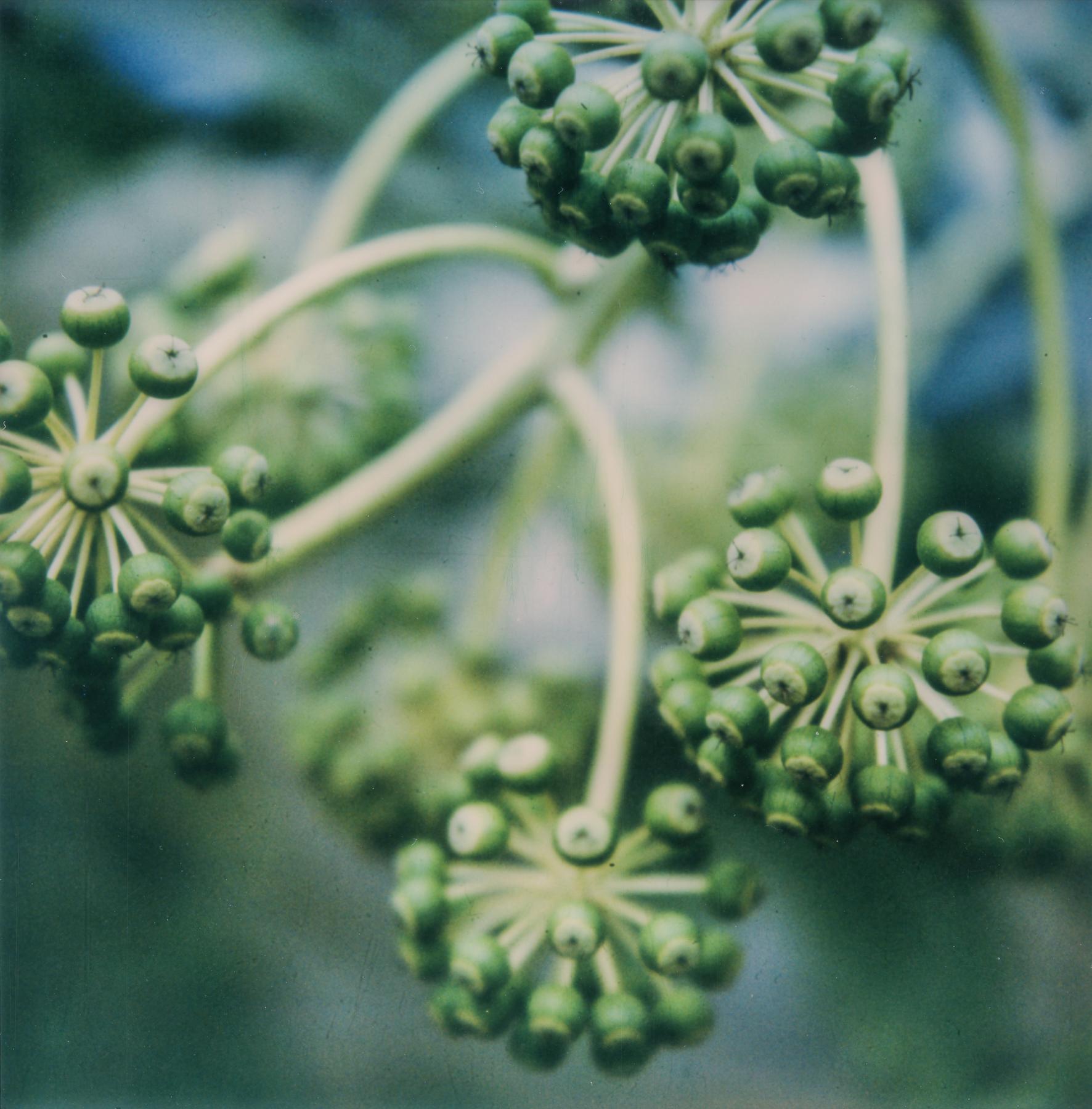 Grün – Zeitgenössisch, Natur, Polaroid, Blume, 21. Jahrhundert, Farbe