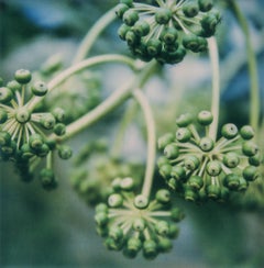 Green - Contemporary, Nature, Polaroid, Flower, 21st Century, Color