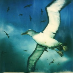 Late for the sky - Contemporary, Polaroid, Color, Seagulls, Beach