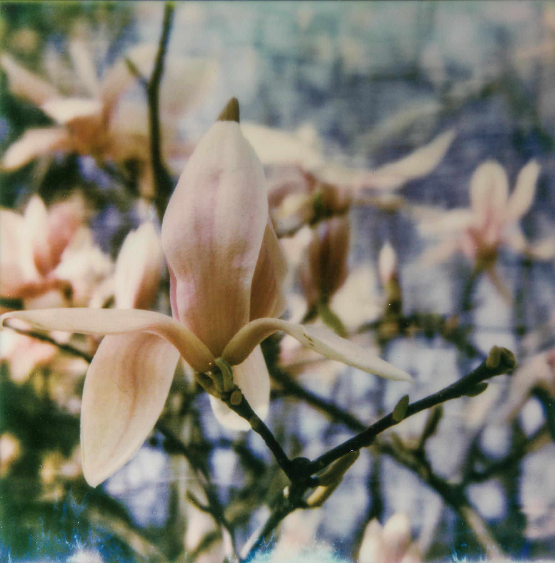 Kirsten Thys van den Audenaerde Color Photograph - Magnolia Delight