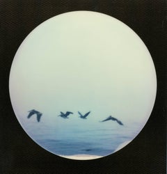 Pelican Party, 21st Century, Polaroid, Landscape Photography