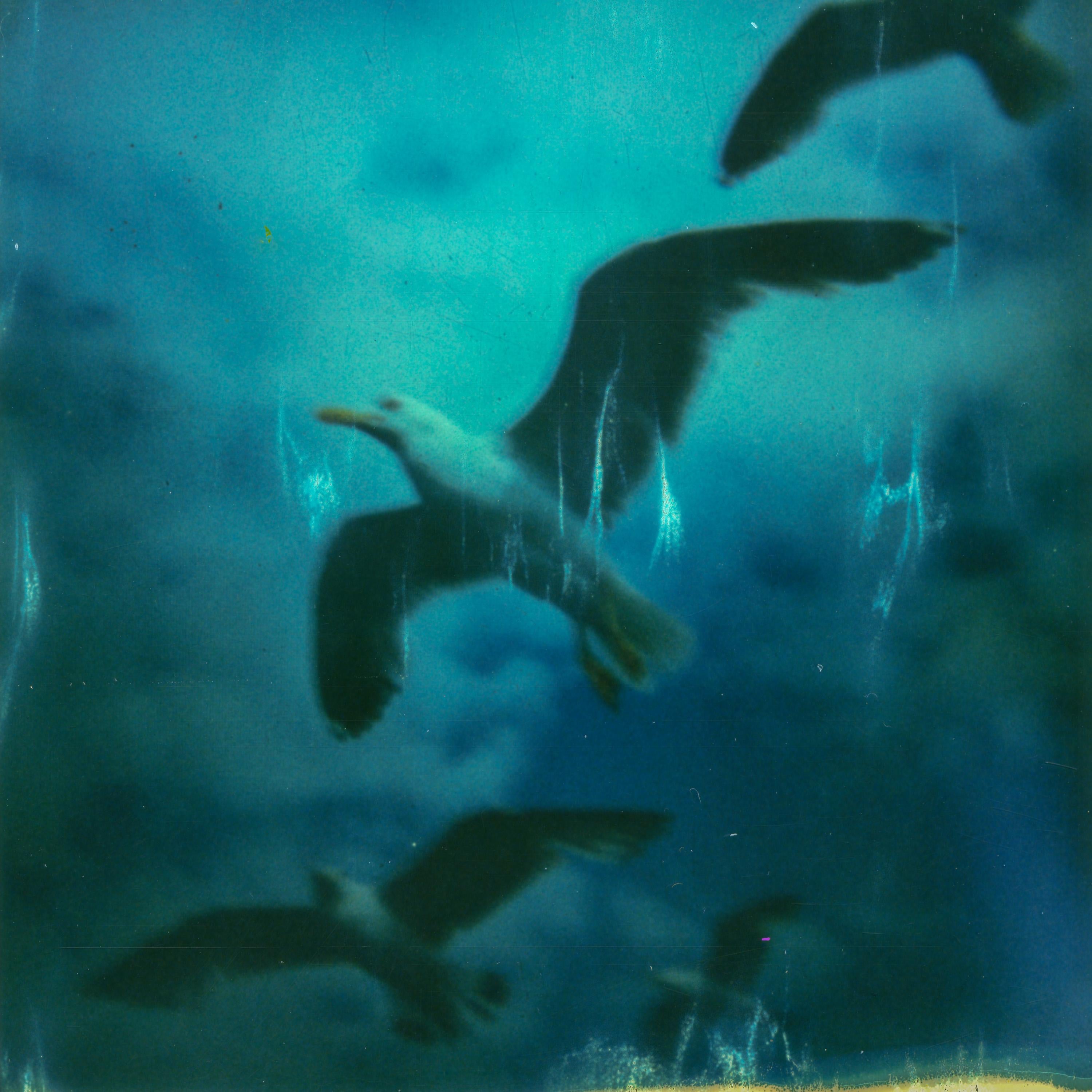 Kirsten Thys van den Audenaerde Landscape Photograph - The Birds - Contemporary, Landscape, Polaroid, 21st Century, Seagull