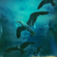 The Birds - Contemporary, Landscape, Polaroid, 21st Century, Seagull