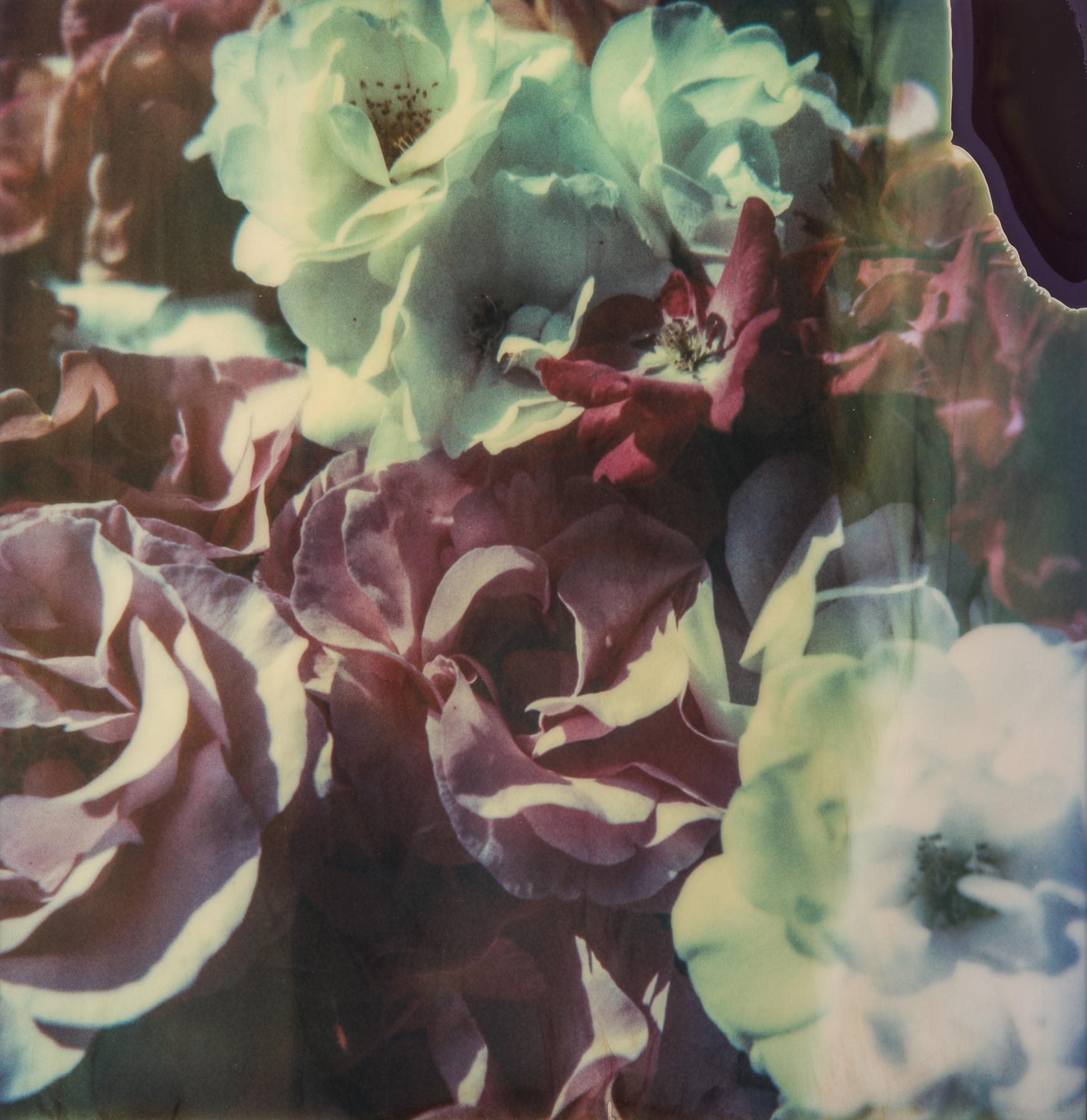 Kirsten Thys van den Audenaerde Still-Life Photograph - Time Zero Flowers - Contemporary, Landscape, Polaroid, Photograph, Expired