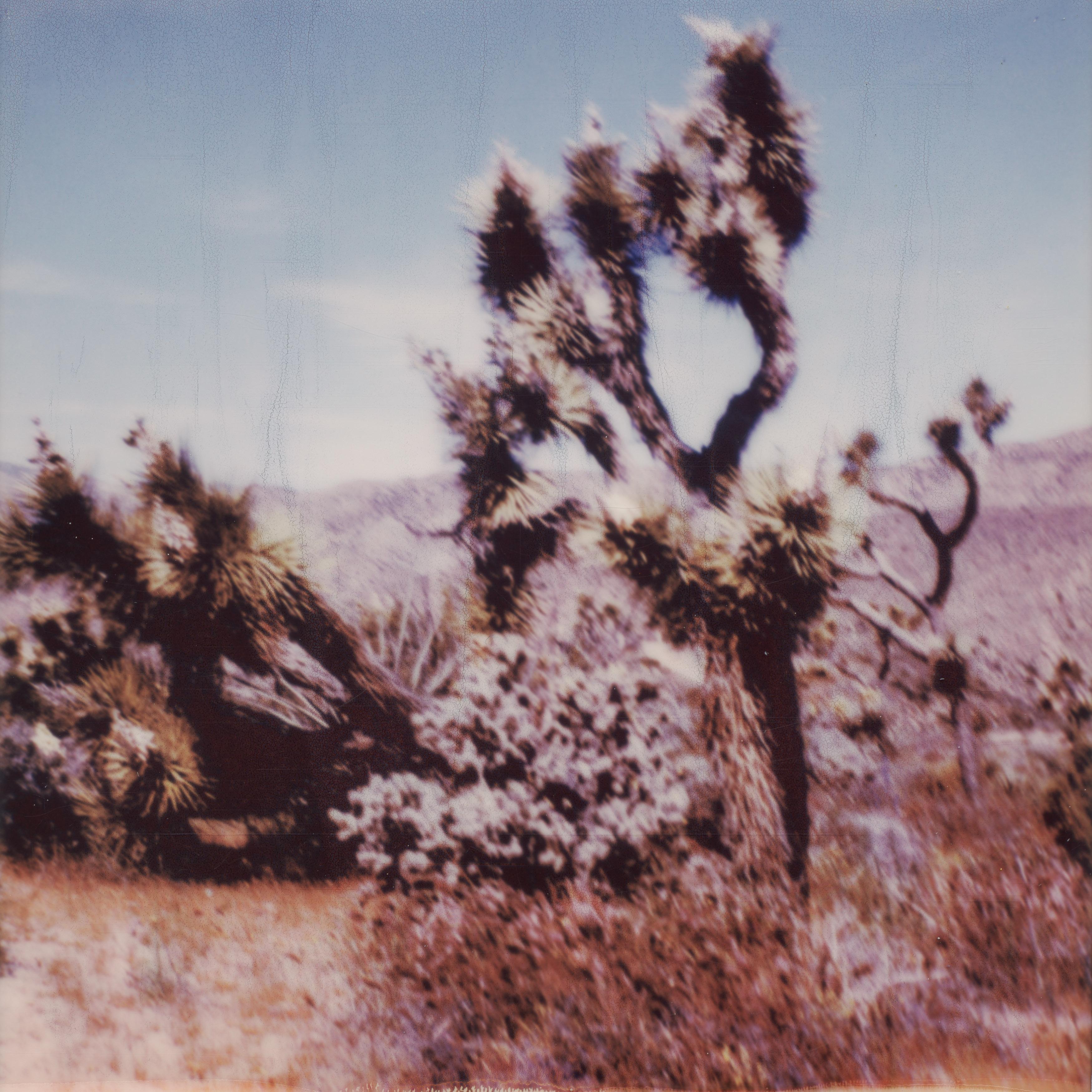 Kirsten Thys van den Audenaerde Color Photograph - Yucca - Contemporary, Polaroid, Color, Women, 21st Century