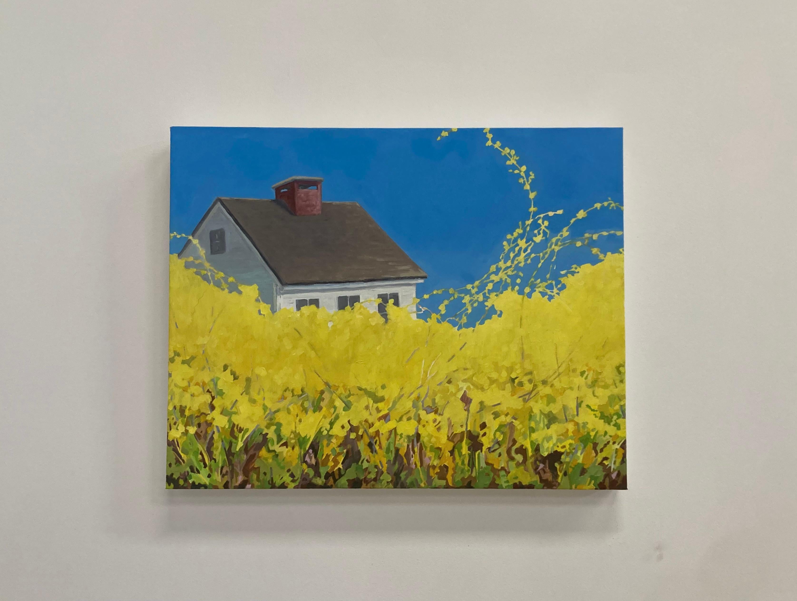 Forsythia, White House, Bright Blue Sky, Spring Botanical, Yellow Flowers For Sale 2