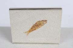Pez fósil Knightia de Wyoming - Montaje de los años 70 y vendido por Peter Alan Designs