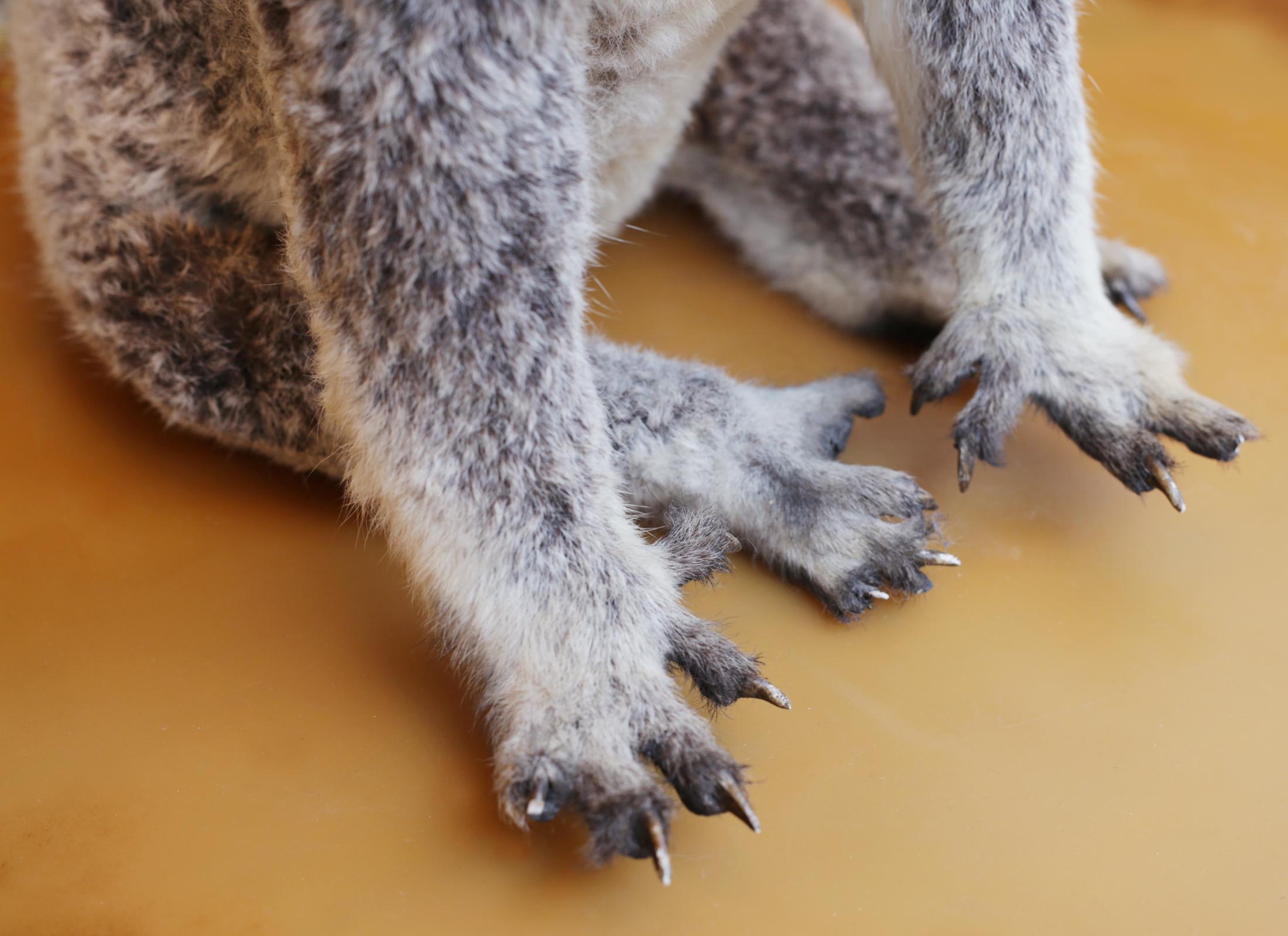 Koala Taxidermy 2