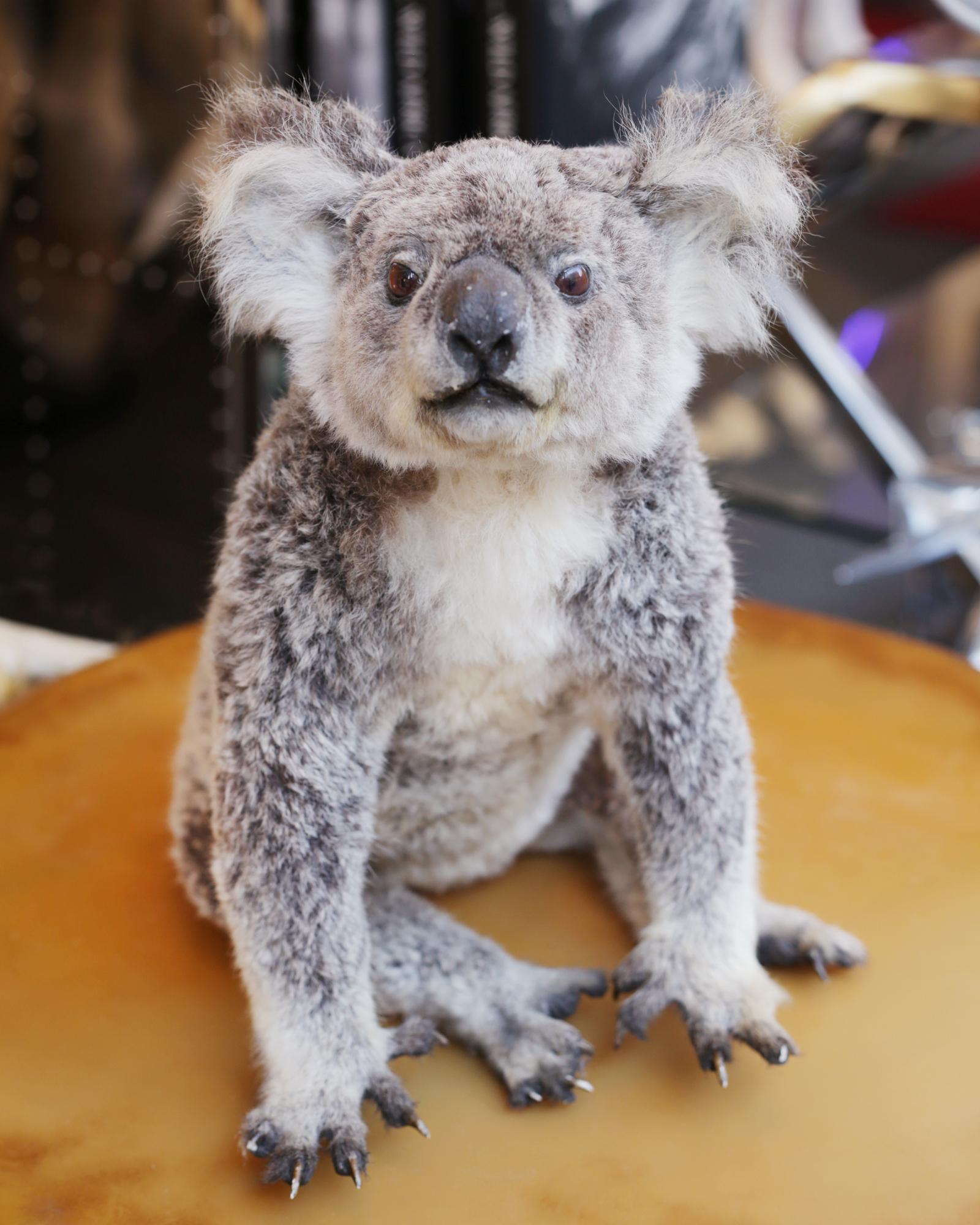 Taxidermy Koala, natural death, Koala
from Australia in perfect condition. Unique
and exceptional piece.