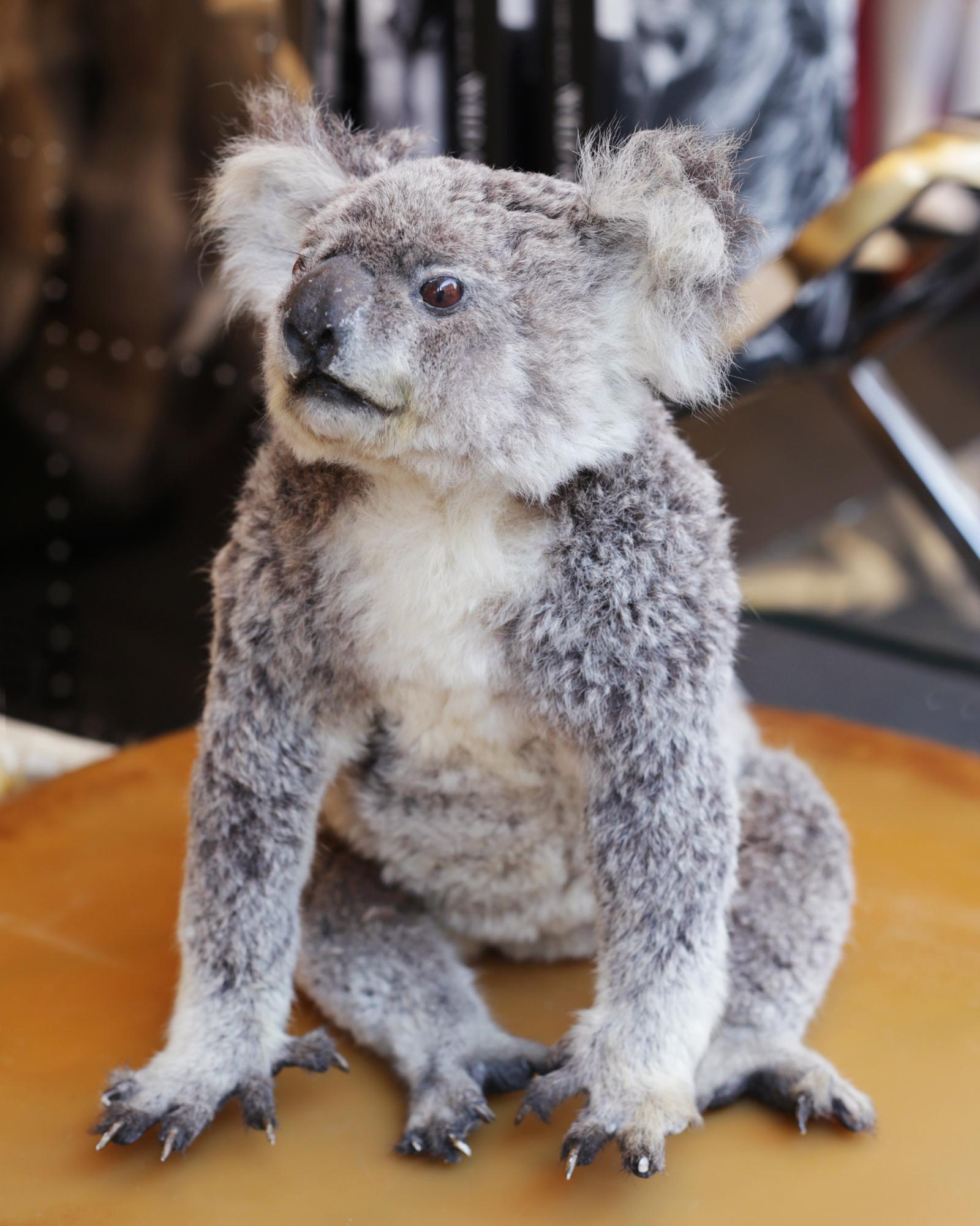 taxidermy koala
