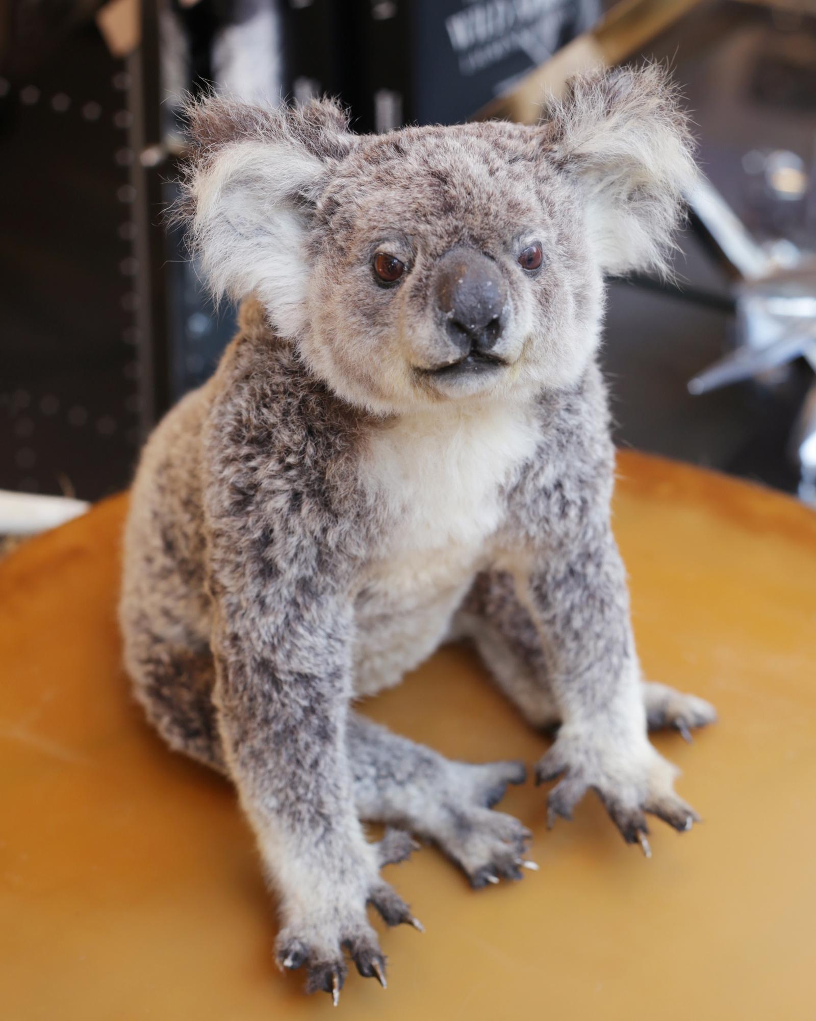 taxidermy koala for sale