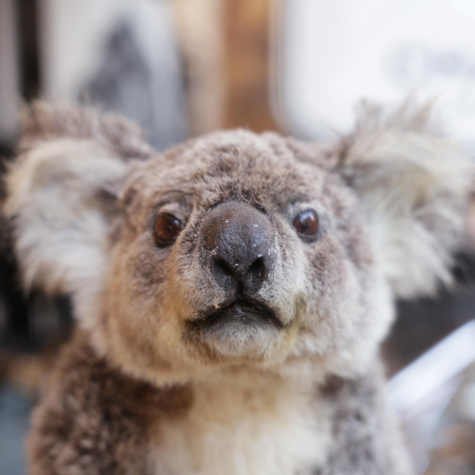 koalas for sale