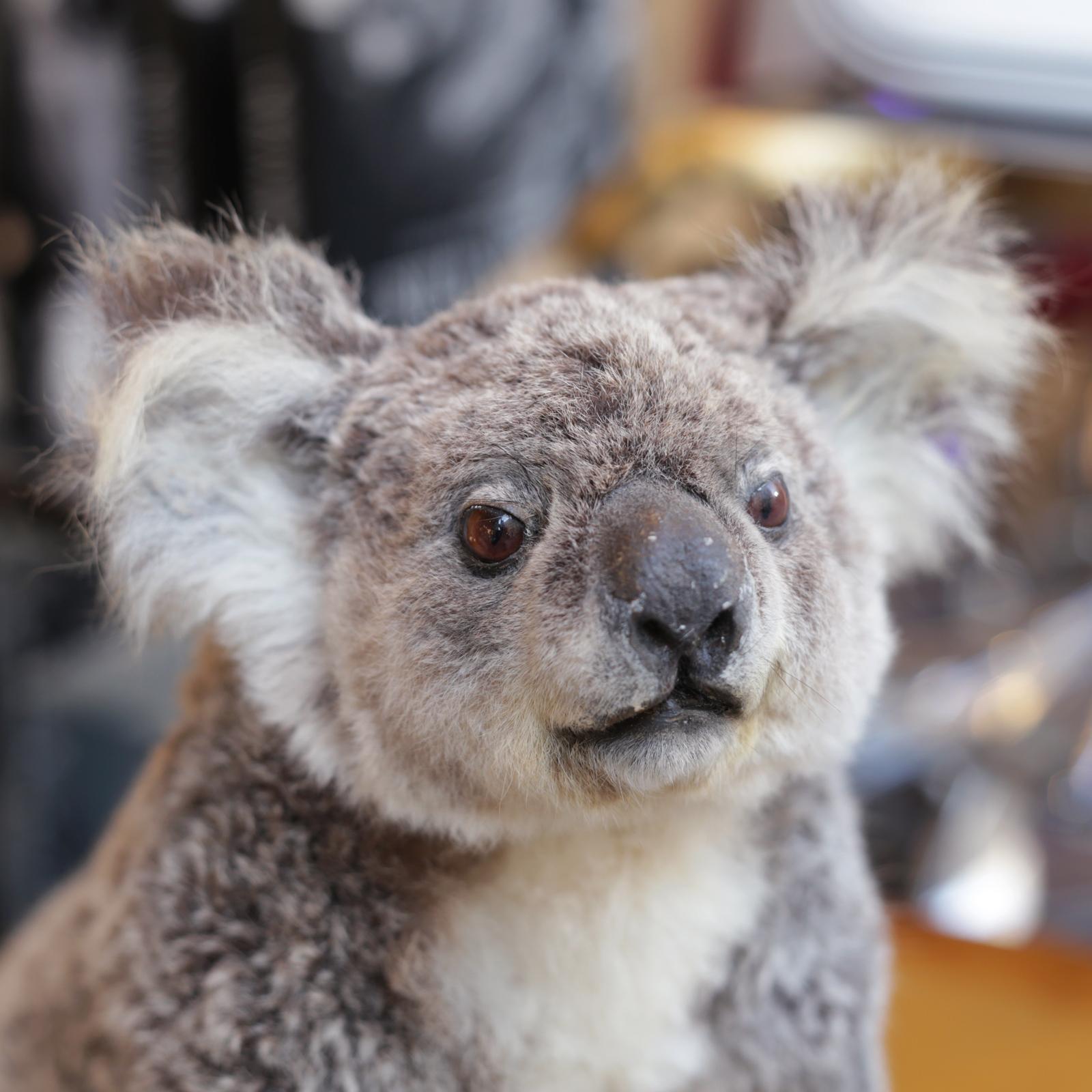 Australian Koala Taxidermy