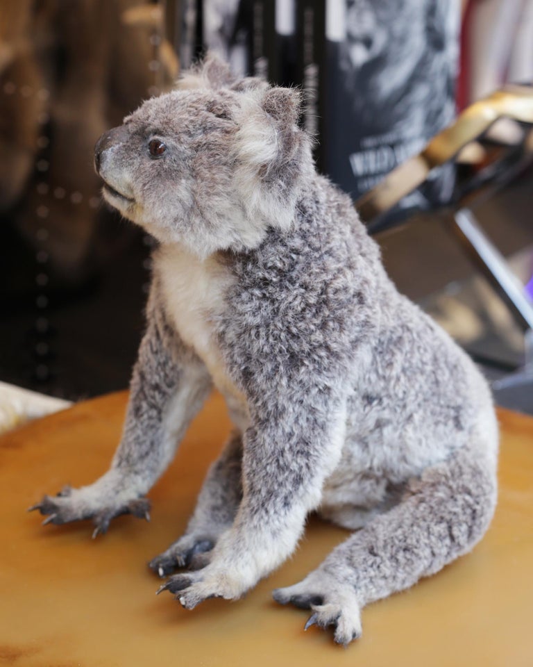 Koala Taxidermy at 1stDibs taxidermy koala for sale, taxidermy