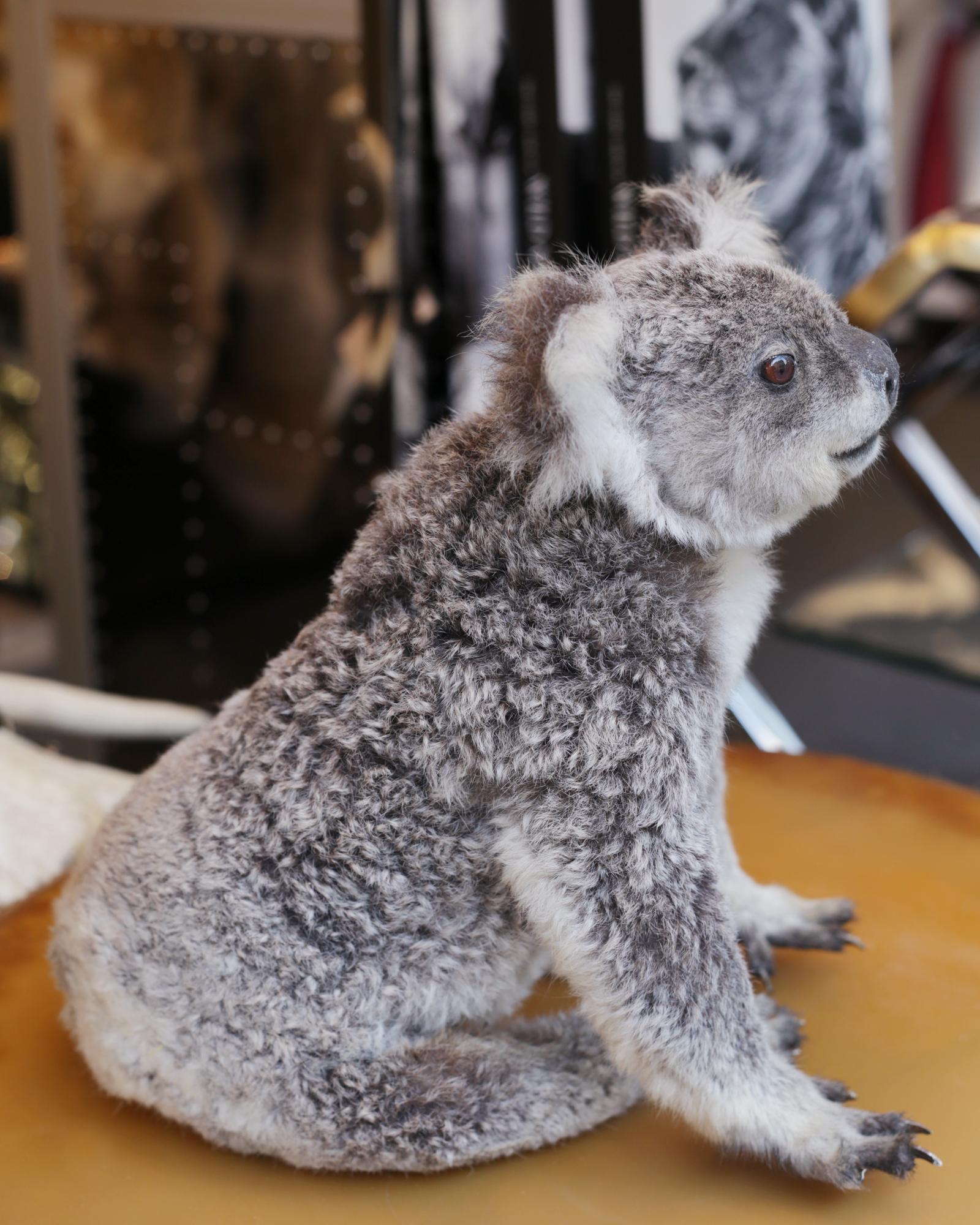 Koala Taxidermy 1