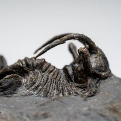 Kolihapeltis chlupaci Trilobite aus Djebel Oufaten, Marokko (154,5 Gramm)