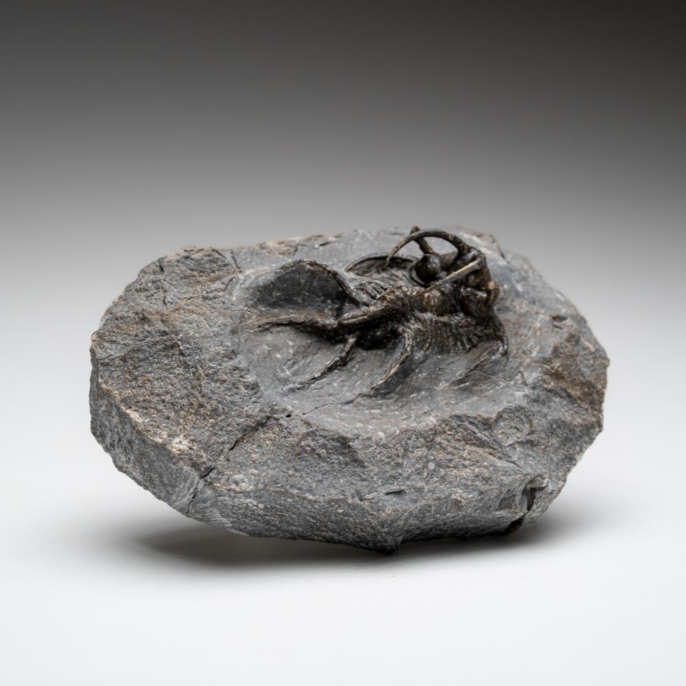 Moroccan Kolihapeltis chlupaci Trilobite from Djebel Oufaten, Morocco (154.5 grams) For Sale