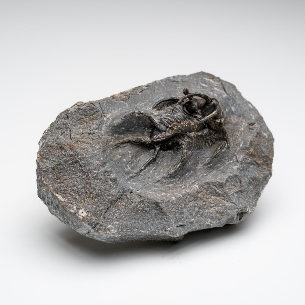 Kolihapeltis chlupaci Trilobite from Djebel Oufaten, Morocco (154.5 grams) In Good Condition For Sale In New York, NY