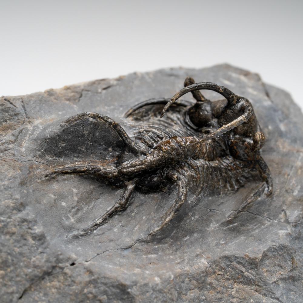 18th Century and Earlier Kolihapeltis chlupaci Trilobite from Djebel Oufaten, Morocco (154.5 grams) For Sale