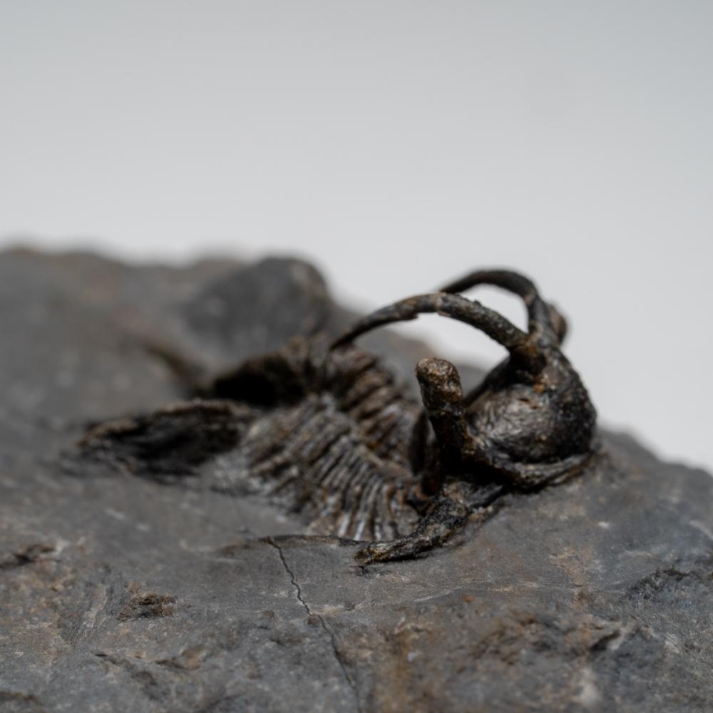 Other Kolihapeltis chlupaci Trilobite from Djebel Oufaten, Morocco (154.5 grams) For Sale