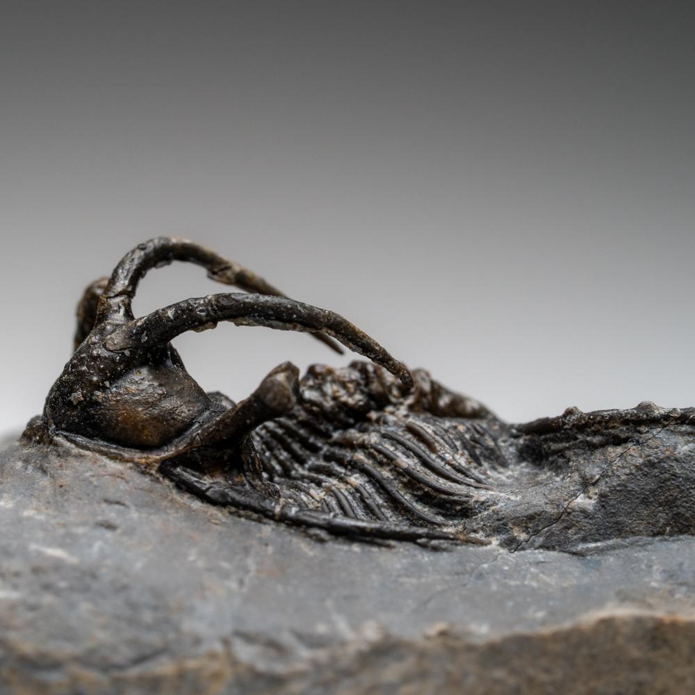 Kolihapeltis chlupaci Trilobite from Djebel Oufaten, Morocco (154.5 grams) For Sale 1