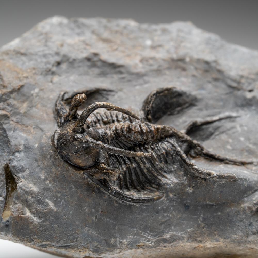 Kolihapeltis chlupaci Trilobite from Djebel Oufaten, Morocco (154.5 grams) For Sale 2