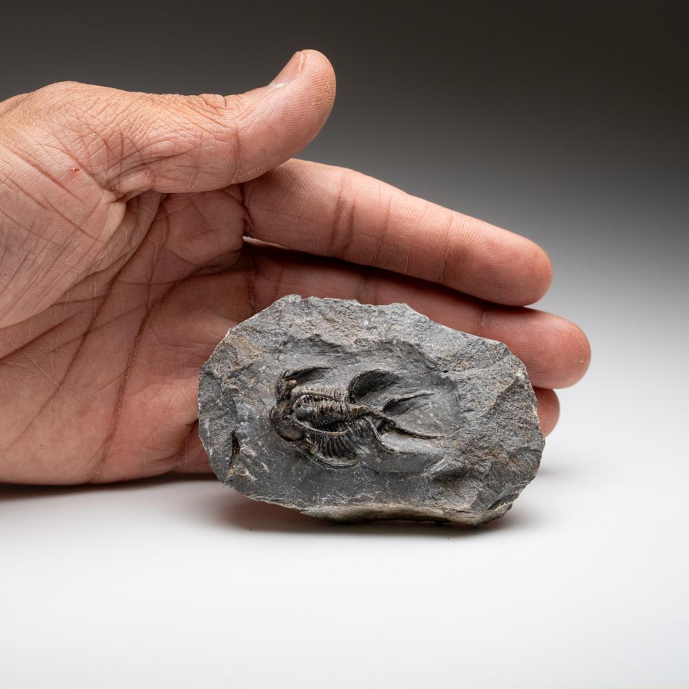 Kolihapeltis chlupaci Trilobite from Djebel Oufaten, Morocco (154.5 grams) For Sale 3