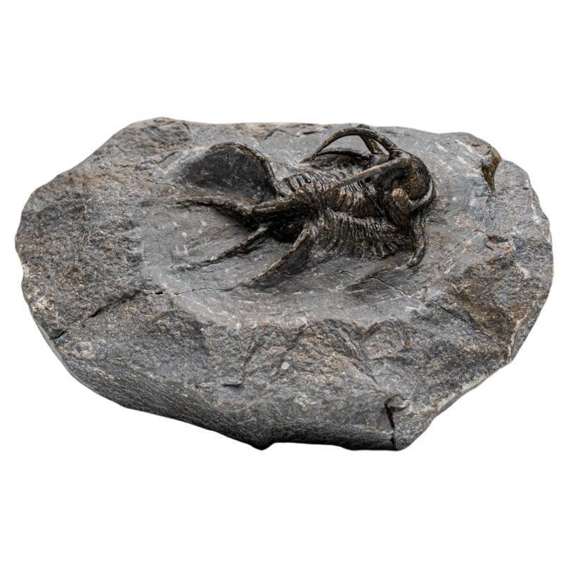 Trilobite Kolihapeltis chlupaci de Djebel Oufaten, Maroc (154,5 grammes)