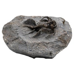 Trilobite Kolihapeltis chlupaci de Djebel Oufaten, Maroc (154,5 grammes)