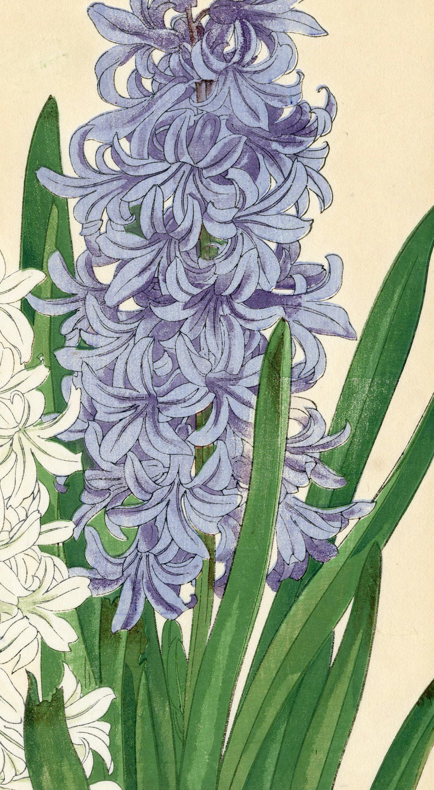 Jacinto - Still-Life Print Beige de Konan Tanigami