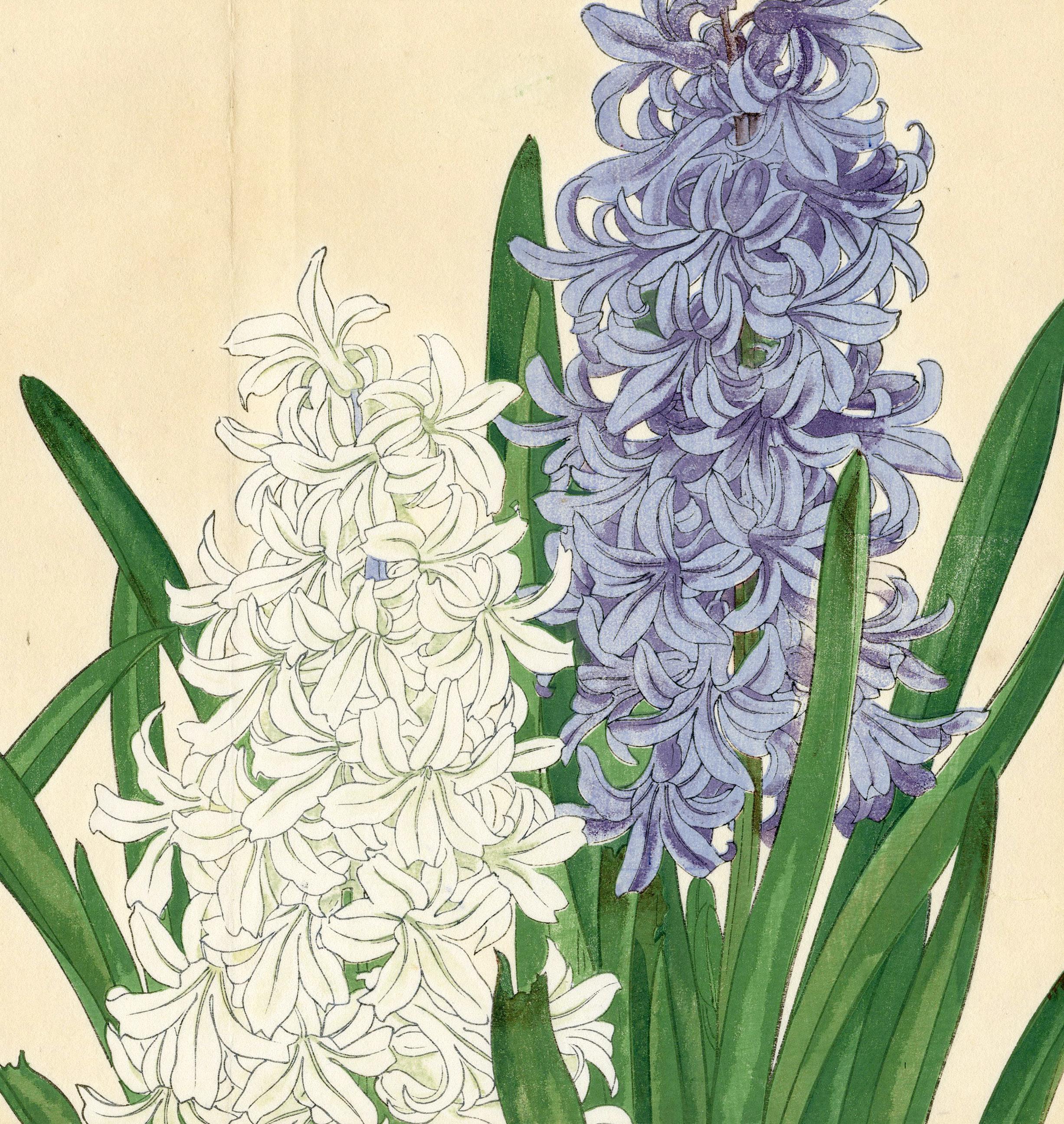 Jacinto
xilografía en color, 1917-1918
Sin signo
De: Seiyo Kusabana Zufu
         (Ilustraciones de plantas y flores occidentales)
1ª edición
Editorial: Unsodo, Kioto
Estado: Pliegue central como se publicó
                  Colores frescos
Tamaño