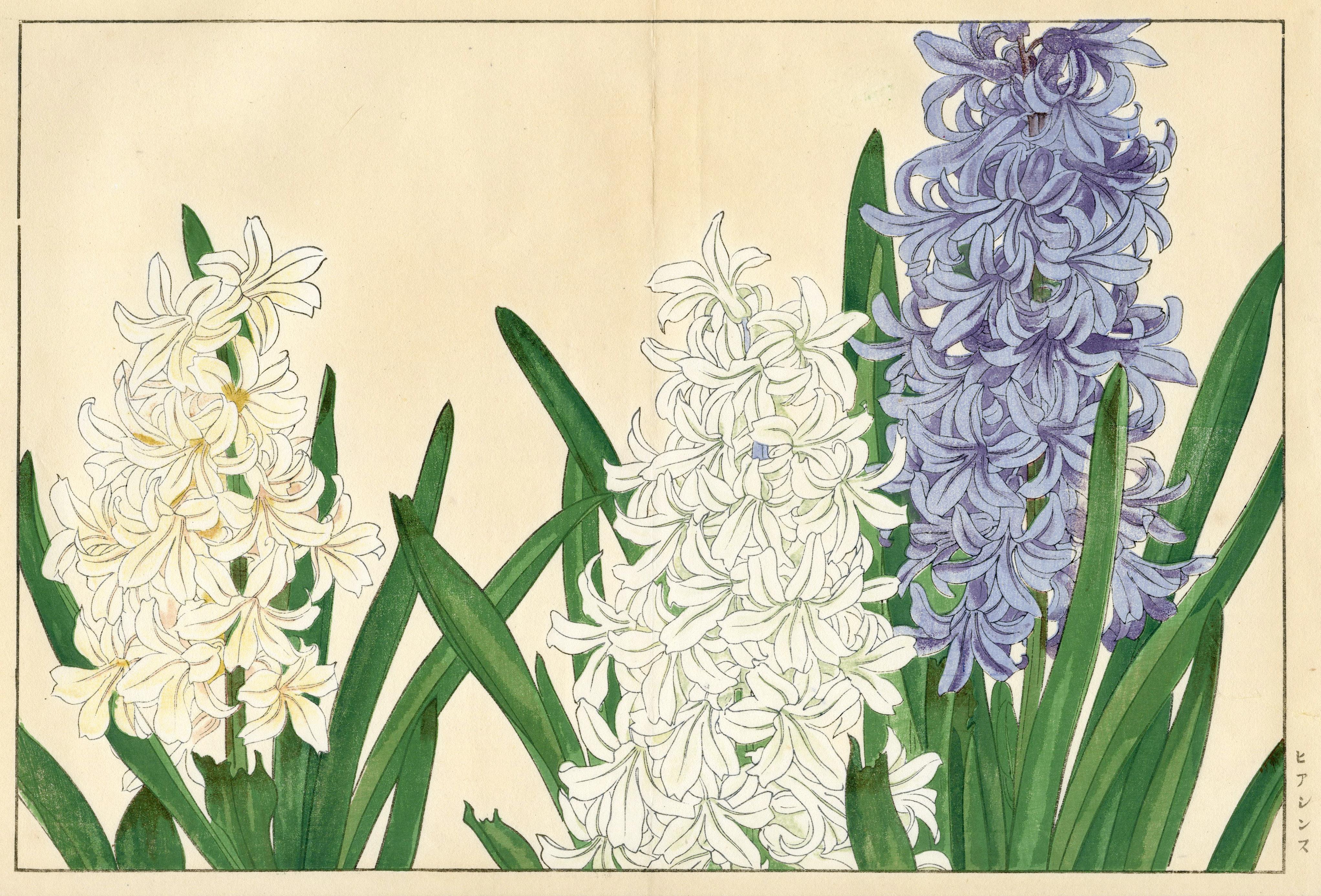 Still-Life Print de Konan Tanigami - Jacinto